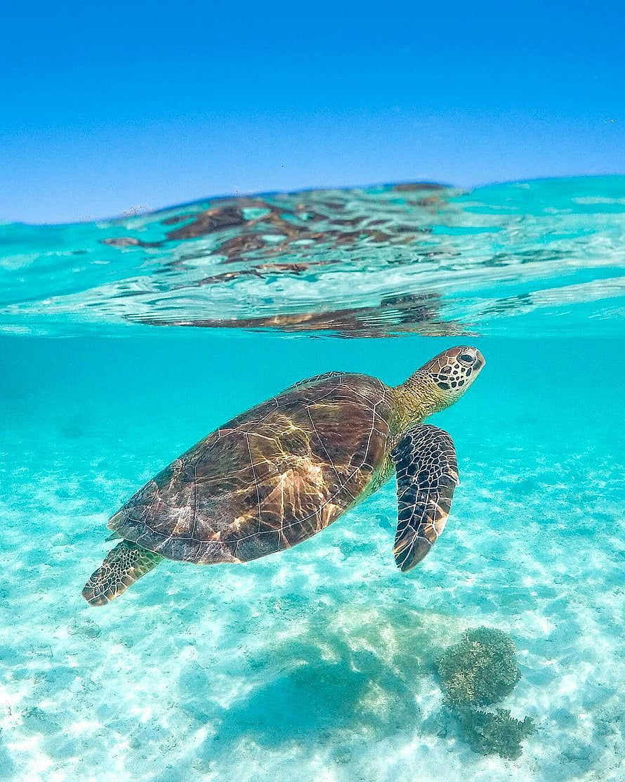 Green Sea Turtle Swimming in Crystal Clear Turquoise Ocean Water HD phone wallpaper