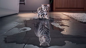 Kitten Standing in Water Puddle with Tiger Reflection on Indoor Floor HD wallpaper