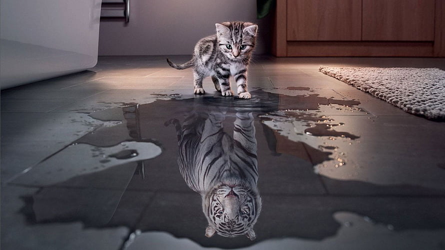 Kitten Standing in Water Puddle with Tiger Reflection on Indoor Floor HD wallpaper