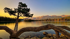 Santabanta Nature Lake at Golden Hour with Mountain Range and Pine Tree HD wallpaper