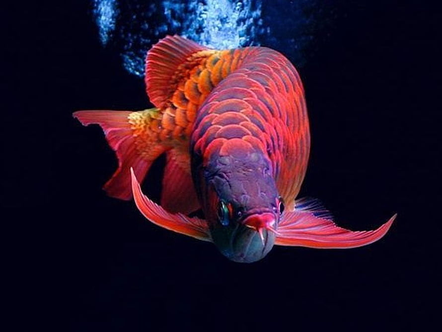 Vibrant Red Arwana Fish Swimming in Dark Water with Bubbles HD wallpaper