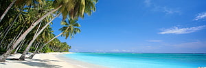 Tropical Beach with Leaning Palm Trees and Turquoise Ocean Water Under a Clear Blue Sky HD wallpaper