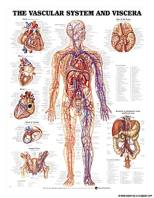 Detailed Human Anatomy Chart Illustrating the Vascular System and Internal Organs, Human Anatomy Chart, #anatomy HD phone wallpaper