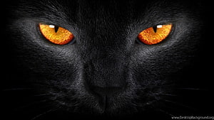 Intense Close-Up of a Black Cat with Glowing Amber Eyes in Dark Shadow HD wallpaper
