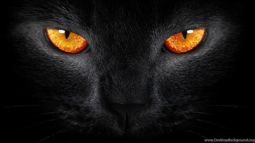 Intense Close-Up of a Black Cat with Glowing Amber Eyes in Dark Shadow HD wallpaper