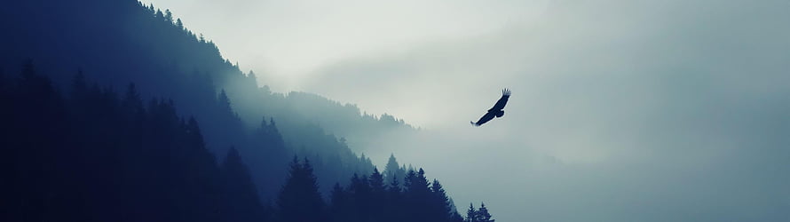 Majestic Eagle Soaring Over Misty Mountain Forest at Dawn HD wallpaper