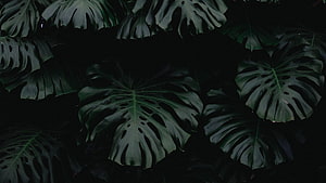 Dark Monstera Leaves Pattern with Deep Green Tropical Foliage and Natural Splits HD wallpaper