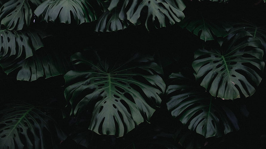 Dark Monstera Leaves Pattern with Deep Green Tropical Foliage and Natural Splits HD wallpaper