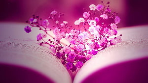 Pink Baby's Breath Flowers Resting on an Open Book with Soft Focus Background HD wallpaper