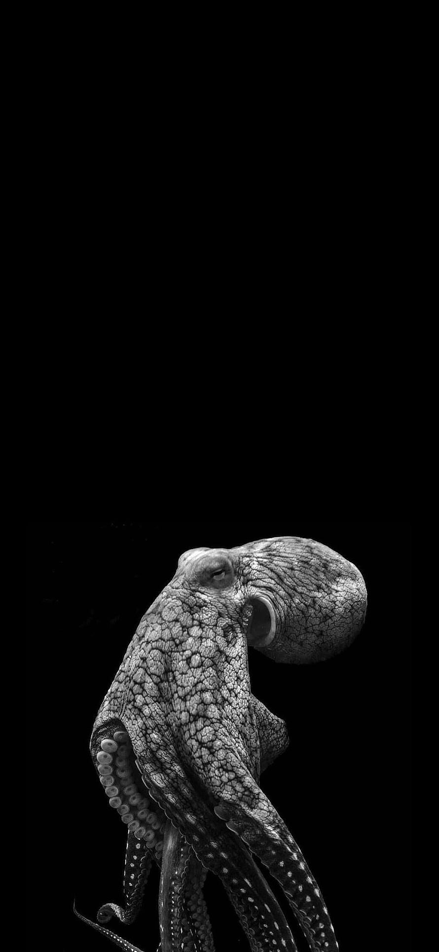 Monochrome Octopus Portrait with Intricate Skin Texture on Black Background HD phone wallpaper