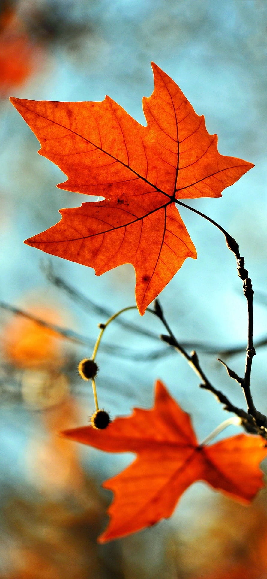 Vibrant Orange Autumn Leaves Backlit Against a Soft Blue Sky HD phone wallpaper