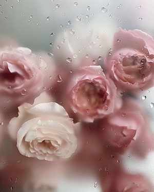 Soft Pink and White Roses Viewed Through Rain-Droplet Covered Glass HD phone wallpaper