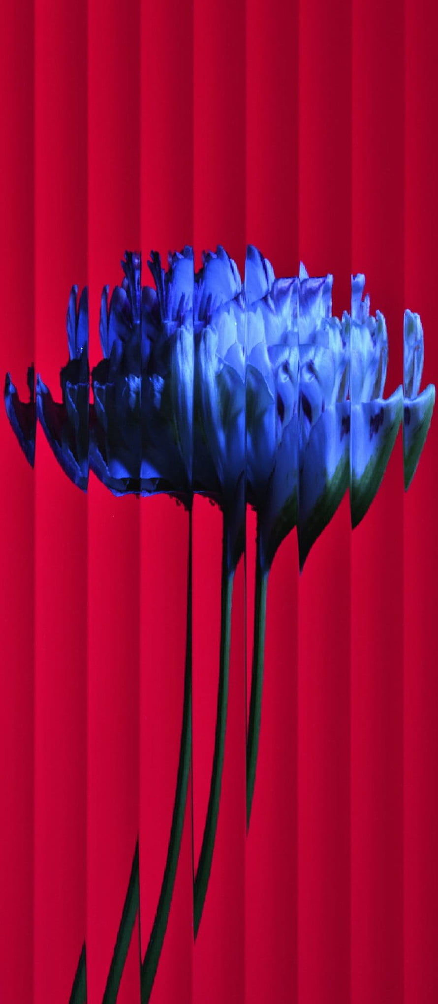 Blue Tulips Against Vibrant Red Striped Background HD phone wallpaper