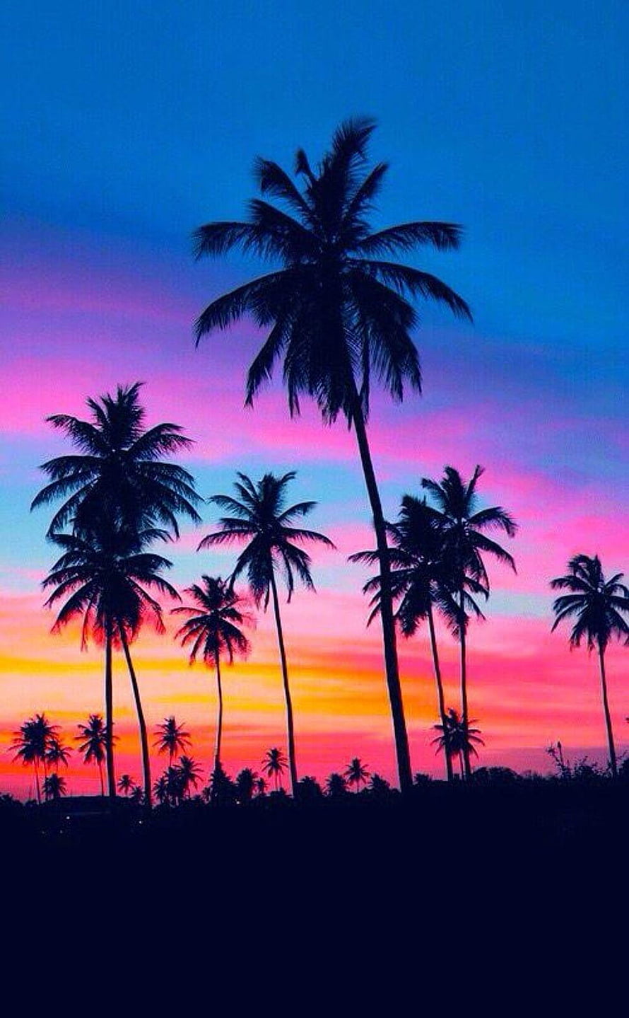 Tropical Sunset Silhouette of Palm Trees Against Vibrant Pink and Blue Sky HD phone wallpaper