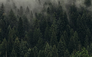 Misty Evergreen Forest Canopy in Dark Atmospheric Tones HD wallpaper