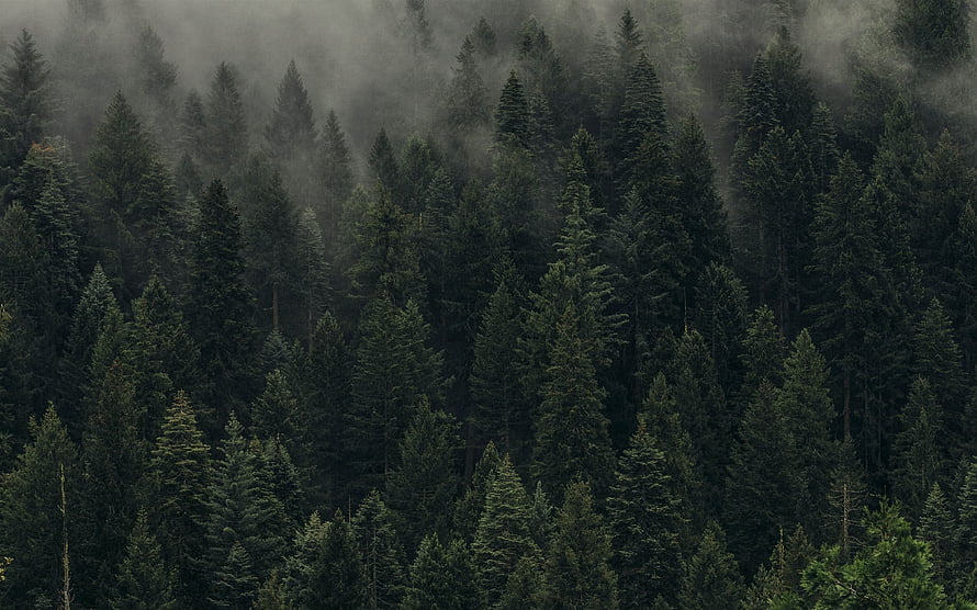 Misty Evergreen Forest Canopy in Dark Atmospheric Tones HD wallpaper