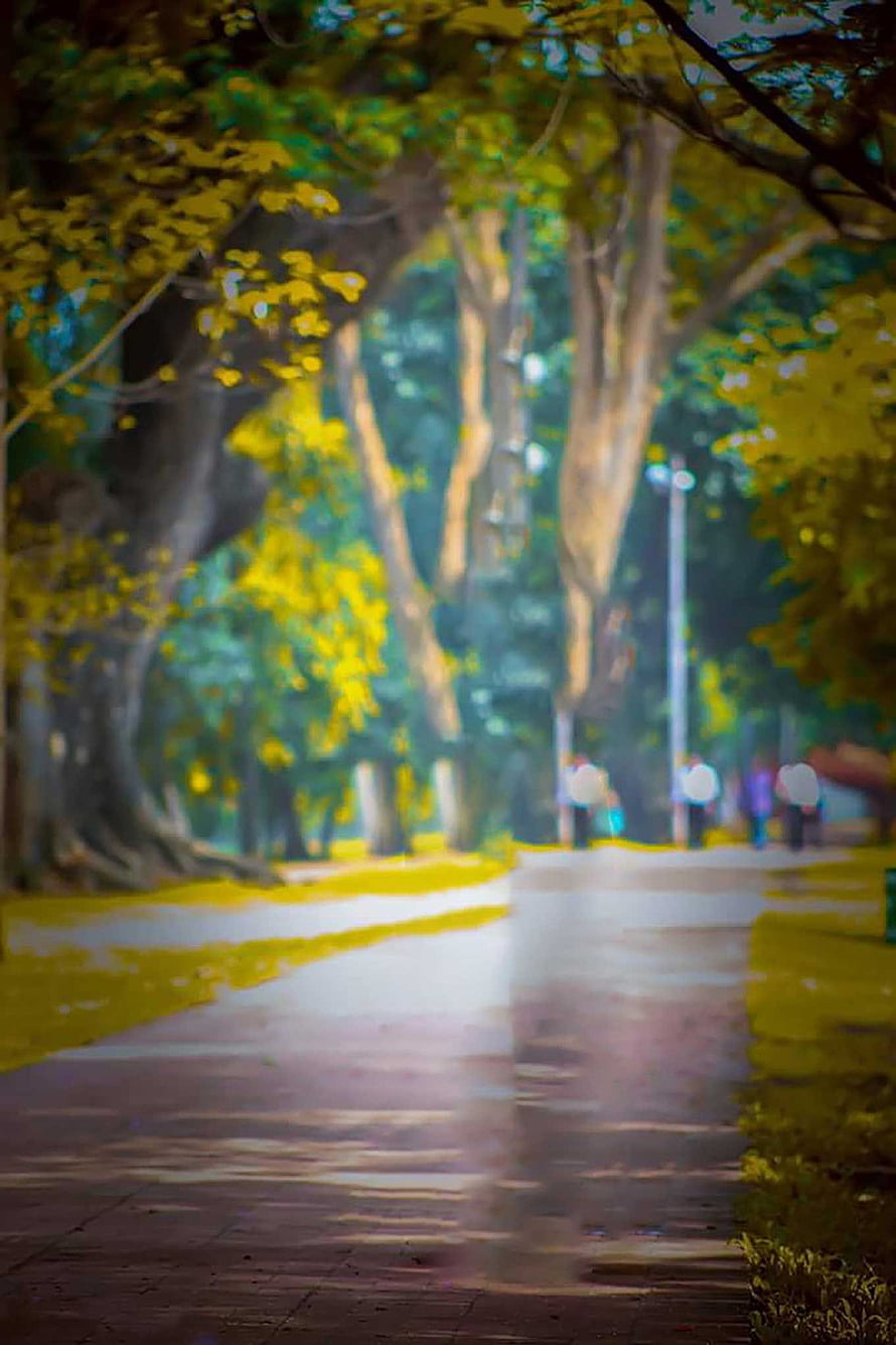 Serene Tree-Lined Park Pathway with Soft Focus and Warm Autumn Tones HD phone wallpaper