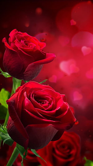 Two vibrant red roses with green stems against a soft bokeh background of floating heart shapes HD phone wallpaper
