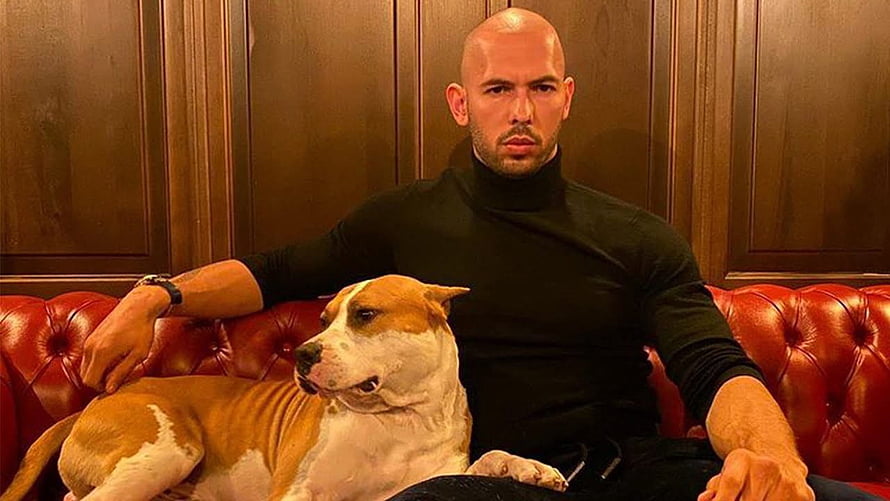 Andrew Tate seated on a red leather sofa with a pit bull dog in a wood-paneled room HD wallpaper