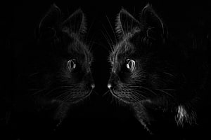Two Black Cats Facing Each Other in Dramatic Low-Key Black and White Portrait HD wallpaper