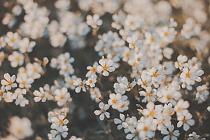 Delicate White Wildflowers in Soft Focus with Warm Golden Light and Dreamy Spring Aesthetic HD wallpaper