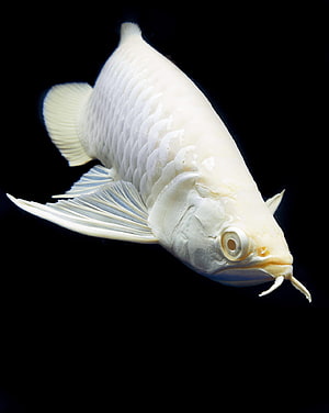 Albino Silver Arowana Fish Swimming Against a Black Background HD phone wallpaper