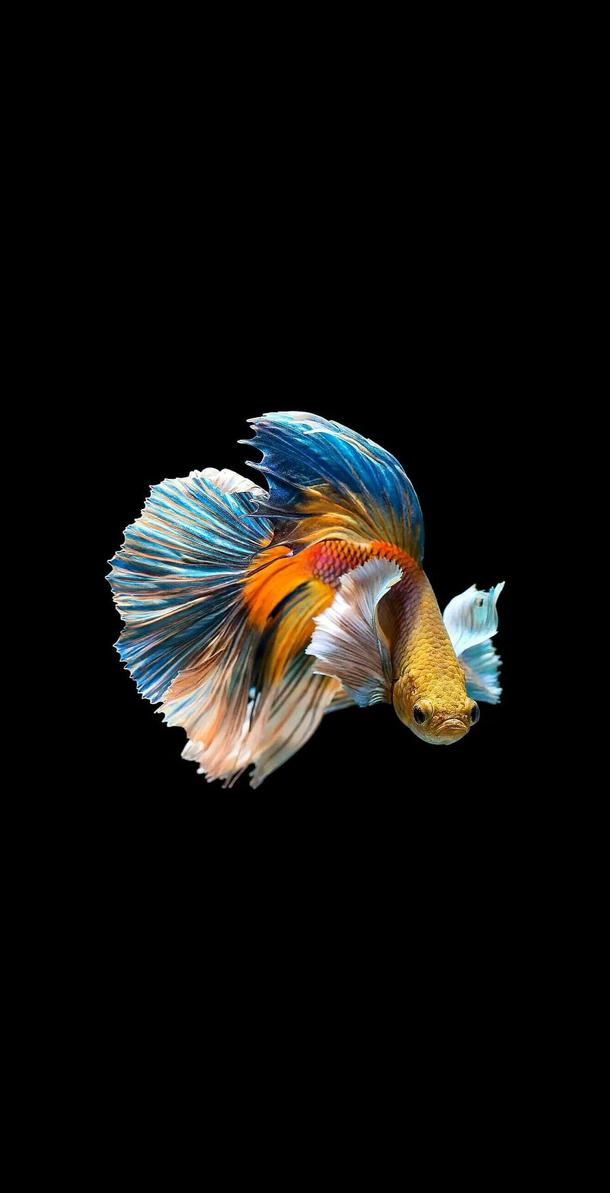 Vibrant Siamese Fighting Fish with Flowing Fins on Black Background HD phone wallpaper