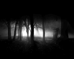 Eerie Black and White Misty Forest with Bare Tree Silhouettes and Dramatic Light HD wallpaper