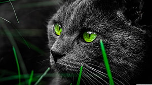 Close-up portrait of a black cat with vivid green eyes gazing through blades of grass HD wallpaper