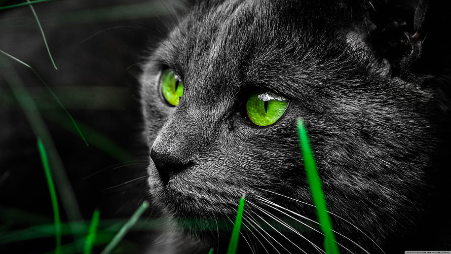 Close-up portrait of a black cat with vivid green eyes gazing through blades of grass HD wallpaper