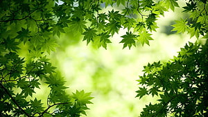 Vibrant Green Japanese Maple Leaves Framing a Soft Blurred Forest Background HD wallpaper