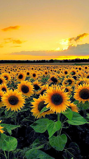 Vast Sunflower Field Under a Golden Sunset Sky HD phone wallpaper