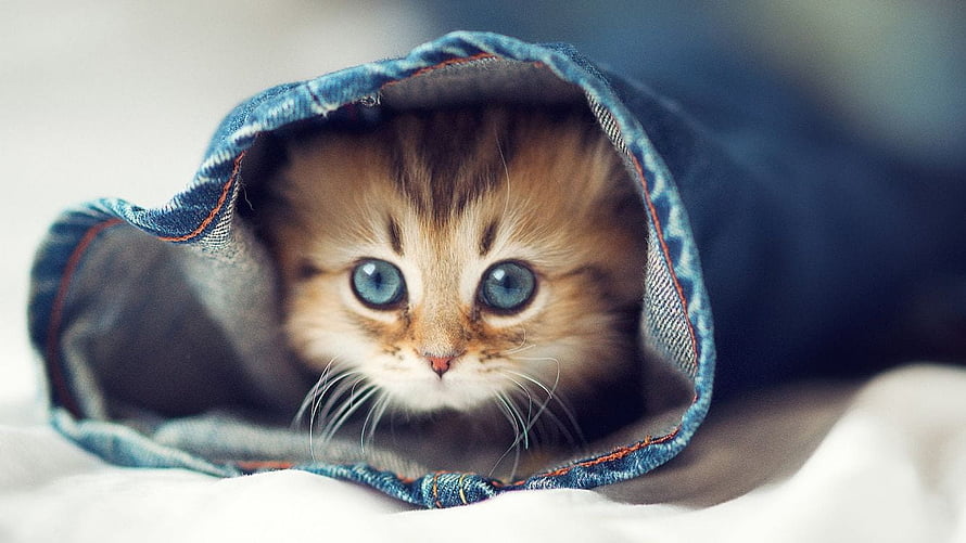Adorable Orange Tabby Kitten Peeking Out From A Cozy Denim Hoodie HD wallpaper