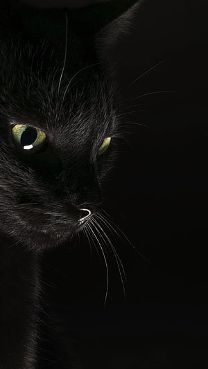 Dramatic Close-Up of a Black Cat with Glowing Green Eyes in Low Light HD phone wallpaper