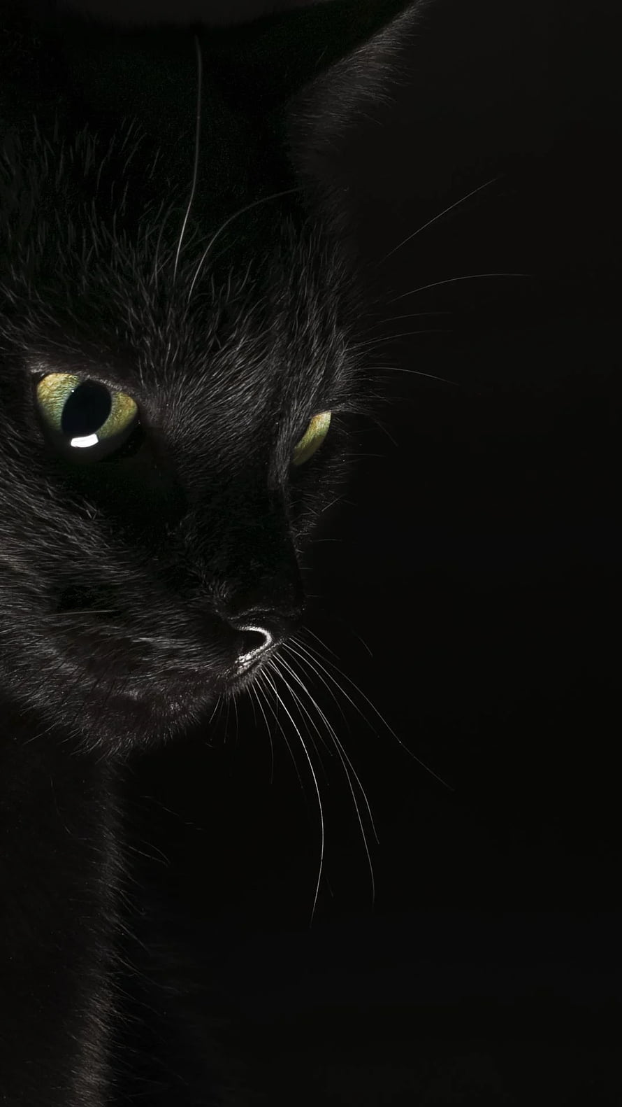 Dramatic Close-Up of a Black Cat with Glowing Green Eyes in Low Light HD phone wallpaper