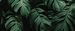 Dark Monstera Deliciosa Leaves with Deep Green Foliage and Natural Splits HD wallpaper