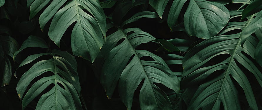 Dark Monstera Deliciosa Leaves with Deep Green Foliage and Natural Splits HD wallpaper