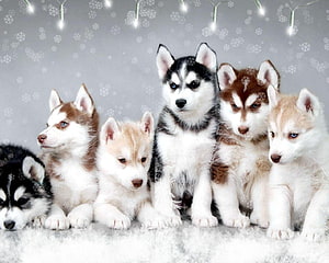 Cute Siberian Husky Puppies in a Festive Winter Snow Scene HD wallpaper