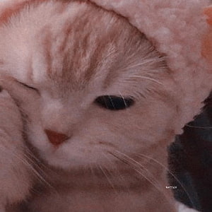 Cute Orange Tabby Cat Wearing a Fluffy Beanie Hat HD phone wallpaper