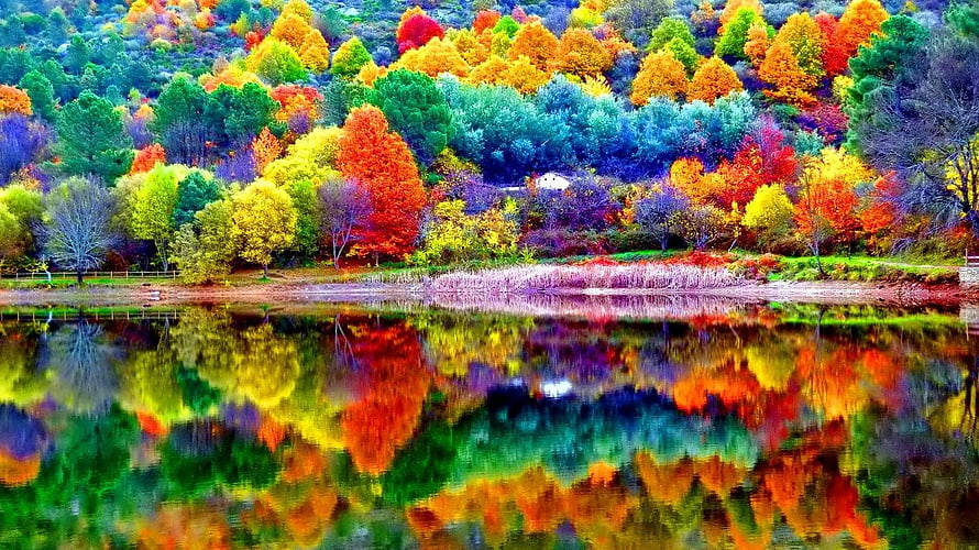 Vibrant Autumn Forest Reflection in a Calm Mountain Lake HD wallpaper