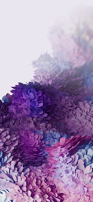 Vibrant Purple and Pink Chrysanthemum Blooms in Soft Focus HD phone wallpaper