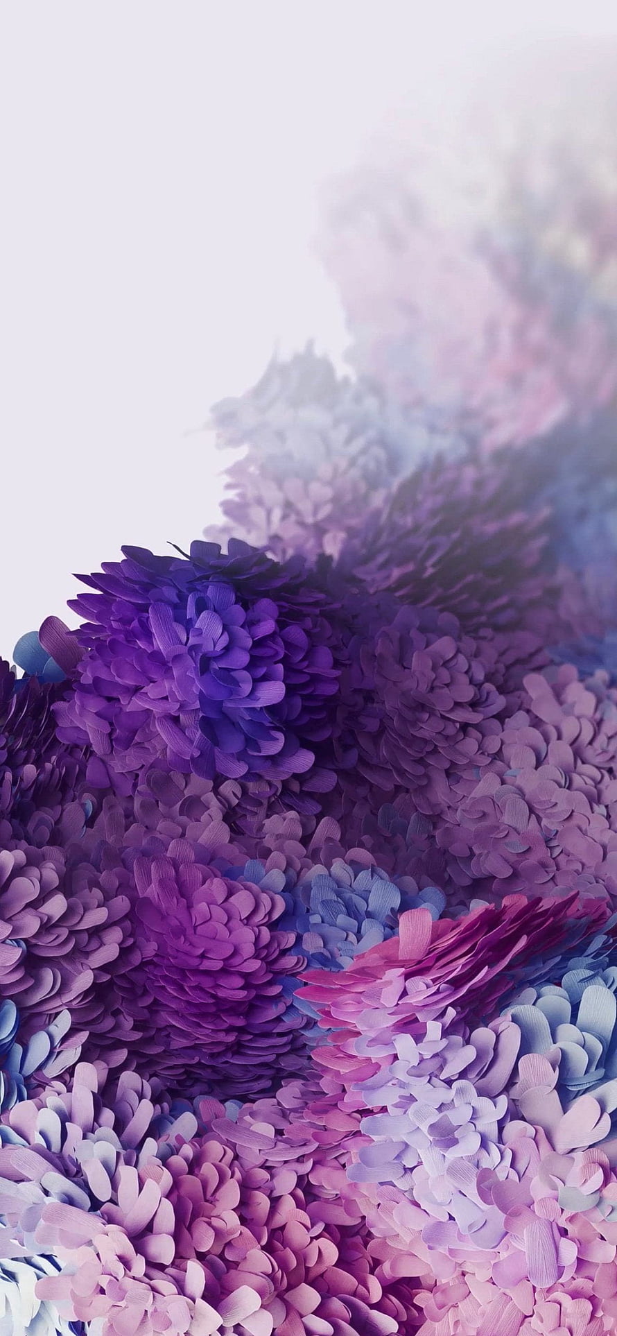 Vibrant Purple and Pink Chrysanthemum Blooms in Soft Focus HD phone wallpaper