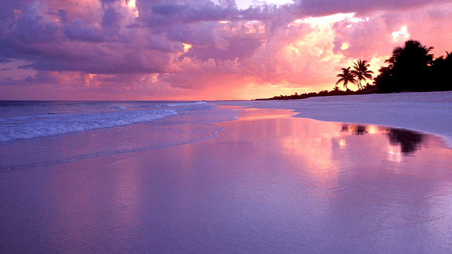 Tropical Beach Sunset with Pink Sky, Palm Trees, and Reflective Wet Sand HD wallpaper