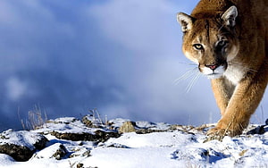 Majestic Cougar Stalking Prey on Snowy Rocky Ridge Under Blue Sky HD wallpaper
