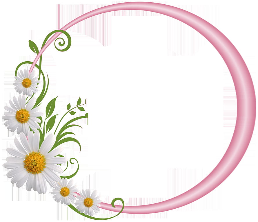 Elegant Pink Circular Frame with White Daisies and Green Vines on White Background HD wallpaper