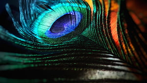 Vibrant Peacock Feather Macro Photography with Iridescent Blue and Green Eye Pattern HD wallpaper