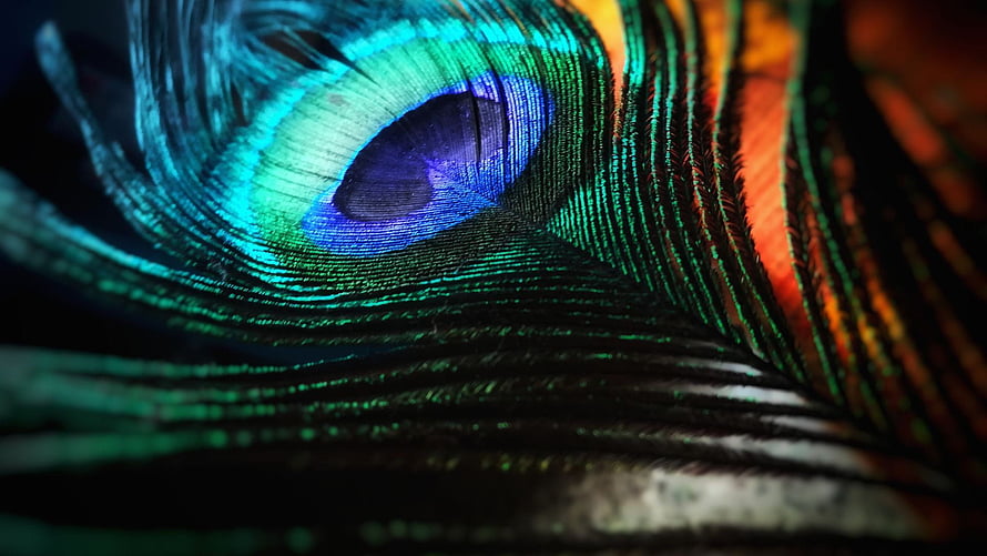 Vibrant Peacock Feather Macro Photography with Iridescent Blue and Green Eye Pattern HD wallpaper
