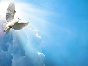 White Dove Soaring Through Blue Sky With Radiant Sunbeams and Clouds HD wallpaper
