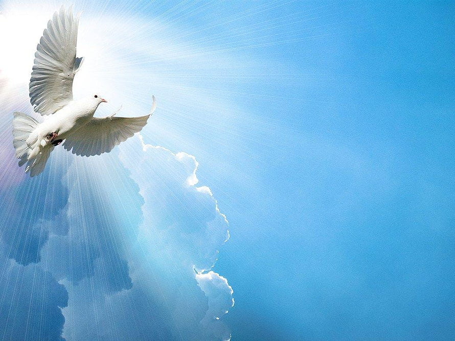 White Dove Soaring Through Blue Sky With Radiant Sunbeams and Clouds HD wallpaper