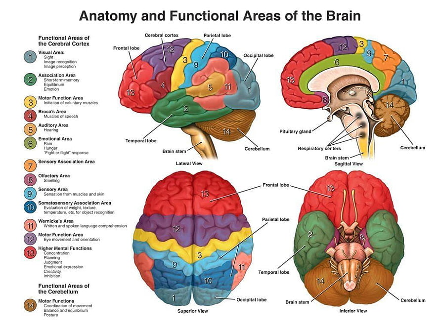 Labeled Human Brain Anatomy Diagram Showing Functional Areas and Lobes HD wallpaper